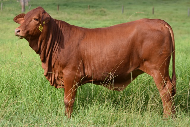 Stanford Heifer